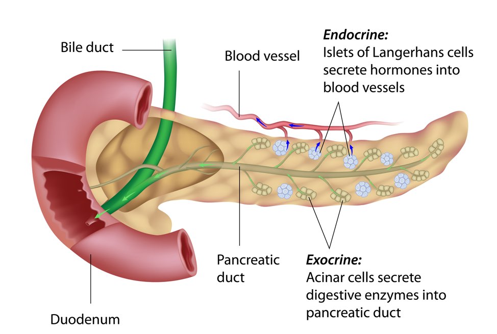 pancreatic cancer endocrine)